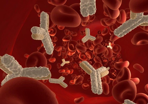 kháng thể kháng tinh trùng tồn tại trong máu