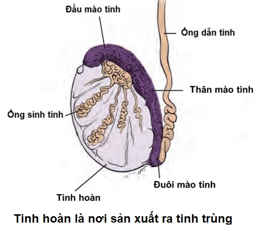 hình ảnh tinh hoàn - nơi sản xuất tinh trùng