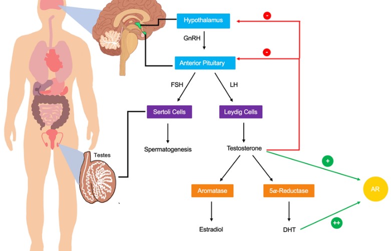 Quá trình chuyển hóa testosterone