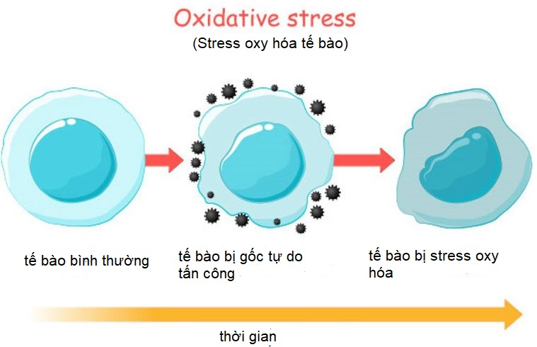 stress oxy hóa là gì