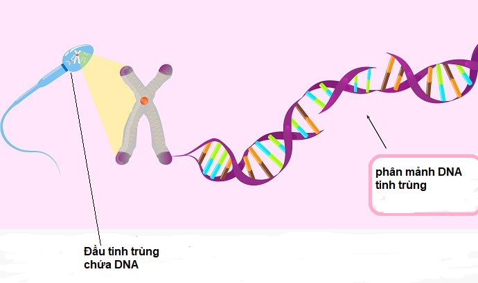 Phân mảnh DNA tinh trùng là gì?