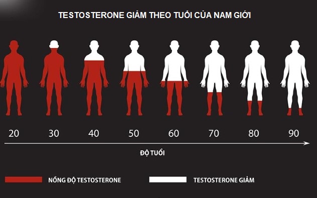 Mãn dục nam và nồng độ testosterone trong cơ thể